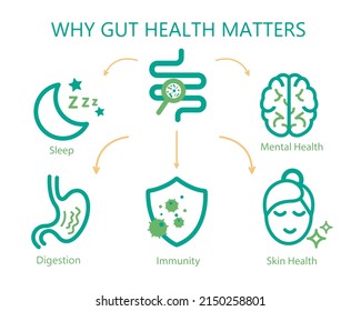 Why Gut Health Matters. Landscape Poster. Medical Infographic. Digestion Is Important. Stomach Function. Editable Vector Illustration In Modern Outline Style. Healthcare And Scientific Concept