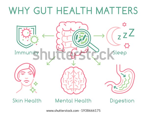 Why gut health matters. Landscape poster. Medical\
infographic. Digestion is important. Stomach function. Editable\
vector illustration in modern outline style. Healthcare and\
scientific concept