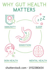 Why Gut Health Matters. Vertical Poster. Medical Infographic. Digestion Is Important. Stomach Function. Editable Vector Illustration In Modern Outline Style. Healthcare And Scientific Concept