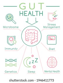 Why gut health matters. Vertical poster. Medical infographic. Digestion is important. Stomach function. Editable vector illustration in modern outline style. Healthcare and scientific concept