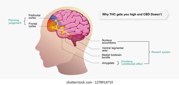 Why THC Gets You High And CBD Doesn't,effect On Body,vector Infographic On White Background.