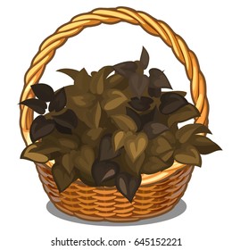 Wicker basket filled with dry withered brown leaves isolated on white background. Vector cartoon close-up illustration.