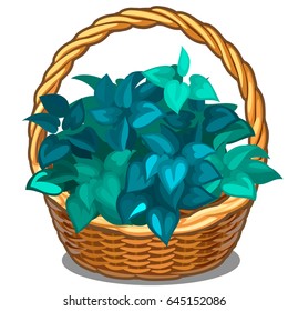 Wicker basket filled with green tree leaves isolated on white background. Vector cartoon close-up illustration.