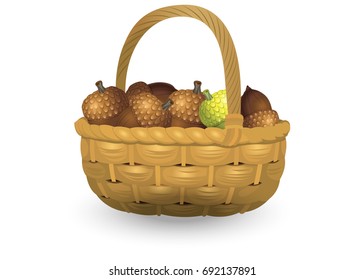 Wicker basket full of acorns isolated on white background. Vector