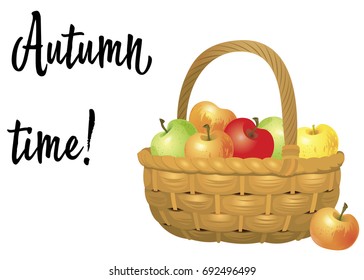 Wicker basket full of apples isolated on white background. Vector