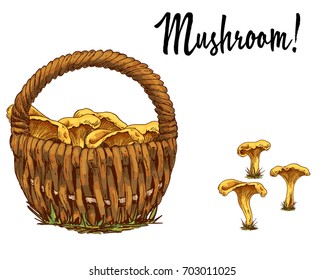 Wicker basket full of chanterelles and mushroom separately isolated on white background. Vector illustration