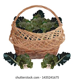 Wicker basket full of fresh broccoli cabbage, vector illustration isolated on white background. Healthy organic food. Natural farming vegetables.