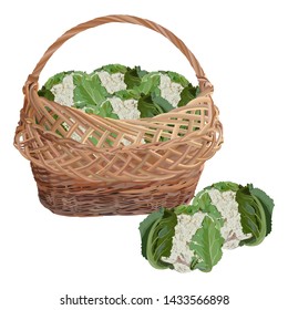 Wicker basket full of fresh cauliflower cabbage, vector illustration isolated on white background. Healthy organic food. Natural farming vegetables.