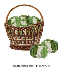 Wicker basket full of fresh cauliflower cabbage, vector illustration isolated on white background. Healthy organic food. Natural farming vegetables.