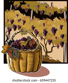 Wicker basket full of ripe grapes just harvested, in the background a vine loaded with grapes.