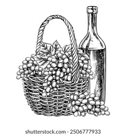 A wicker basket with grapes and a bottle of wine. Vector graphics, black and white hand-drawn illustration. Isolate on a white background. A design element for packages, labels. For banners, posters.
