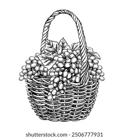 A wicker basket with grapes. Graphic vector, black and white illustration, hand-drawn. Isolate on a white background. A design element for packages and labels. For banners and posters.