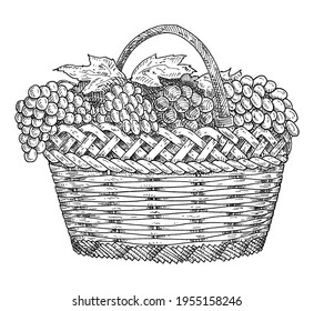 Wicker basket with grapes. Vintage  vector hatching gray monochrome illustration. Isolated on white background. Hand drawn design