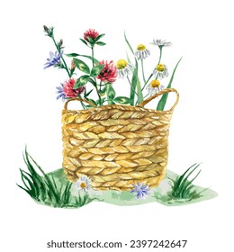 Wicker basket with meadow flowers of clover, chamomile, chicory. Vector illustration in watercolor style. Greeting cards, invitations, covers, flyers.