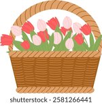 A wicker basket with tulips. Spring flowers. Wildflowers on the basket. Easter celebration. Summer flowers. Vector illustrations. Isolated on a white background