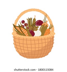 Wicker basket with vegetables, herbs and mushrooms. Autumn harvest and vegetable garden. Corn, cherry, mushrooms, vegetable marrow, beets, cucumber, tomatoes, asparagus. Vector flat illustration.