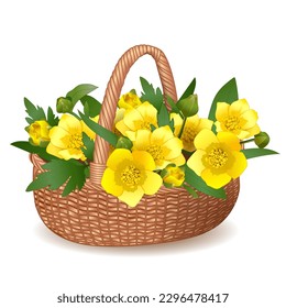 Wicker basket from a vine with beautiful bright spring yellow flowers, an element of the spring holidays of Easter, Mother's Day, for the design of postcards, congratulations, posters