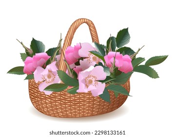 A wicker basket of vines with beautiful rose flowers, wild rose, an element of the holidays, Mother's Day, for the design of postcards, congratulations, posters