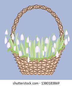 Wicker basket with white snowdrops.