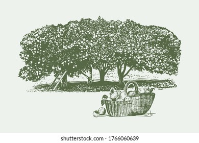 

Wicker baskets with apples on the background of the apple orchard. Vintage vector illustration. Engraving style.

