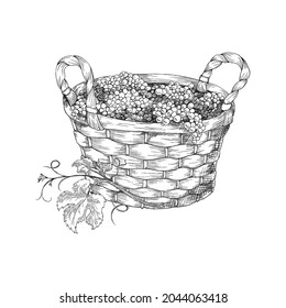 Wicker round basket with two handles full of grapes. Vector hand drawn sketch illustration of basket with grapes isolated on white background. Retro style.