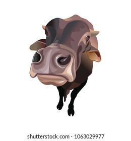 Wide angle view of a brown cattle. Vector illustration isolated on white background