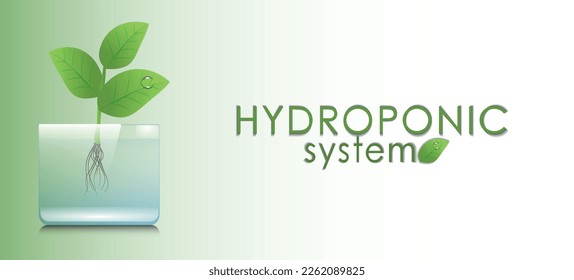 Wide banner. Growing vegetables and herbs in a hydroponic system. A plant grown in water. Aeroponic and hydroponic growing systems, convenience and cleanliness