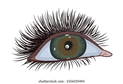 The wide, beautiful eyes of the green pupils are staring with a focus towards the top