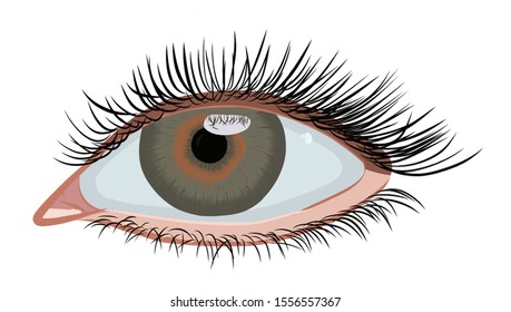 Wide Beautiful Eyes Staring Forward Direction Stock Vector (Royalty ...