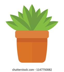 
A wide flowery like leaves in a pot depicting aspidistra elatior 
