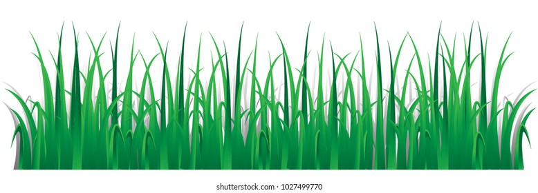 wide Green grass banners pattern Nature background Meadow Spring, summer season. Plant growth.isolated on white background,EPS10 vector illustration.