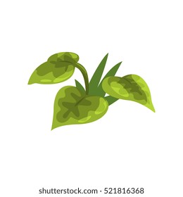 Wide Leaf Green Pant Isolated Element Of Forest Landscape Design For The Flash Game Landscaping Purposes