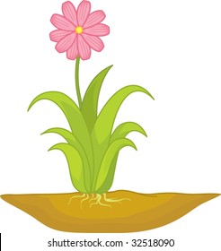 Wide pink flower growing in the ground