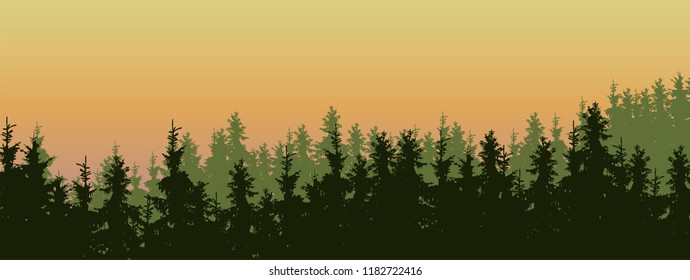 wide screen vector illustration of a green coniferous forest with spruces and pines in three layers, under a orange morning sky - with space for text