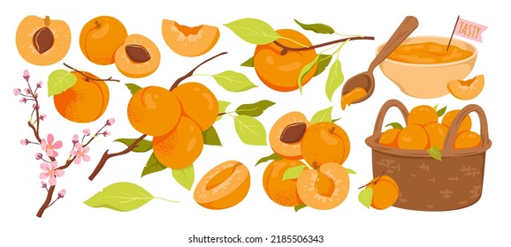 Wide set of apricots products. Tasty sweet jam, blooming spring peaches tree, apricot on branch with leaves, basket full of apricots, summer harvesting fruits vector illustration