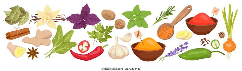 Wide set of cuisine spices. Food condiments, kitchen herbs and powder, aromatic dish ingredients, natural flavoring additive products, leaves plants and vegetables vector illustration