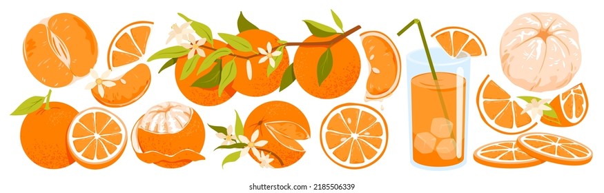 Wide set of oranges exotic fruit. Branch of oranges, juicy clementine, vitamin c product, natural organic juice, summer citrus fruit, sliced and peeled orange vector illustration