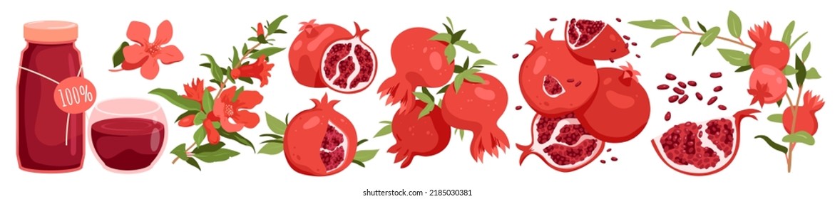 Wide set of pomegranate fruit. Antioxidant red juice, juicy flesh seeds, branch and leaves, summer fresh raw ripe dessert, enriched with vitamins food vector illustration