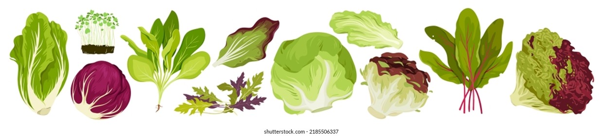 Wide set of salads plant and cabbages. Microgreen food, organic garden products, summer salad ingredients, diet and vegetarian nutrition, vegan product vector illustration