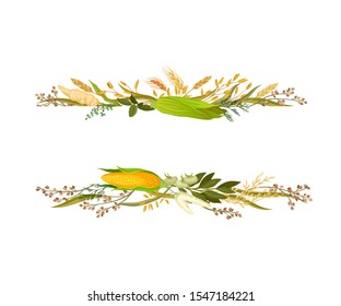 Wide strip between corn cobs and ears. Vector illustration.