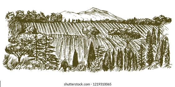 Wide view of vineyard. Vineyard landscape panorama. Hand drawn illustration.