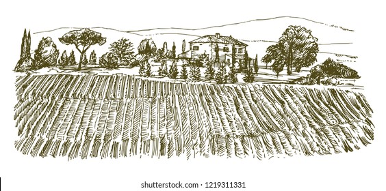 Wide view of vineyard. Vineyard landscape panorama. Hand drawn illustration.