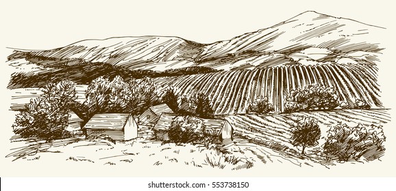 Wide view of vineyard. Vineyard landscape panorama. Hand drawn illustration.