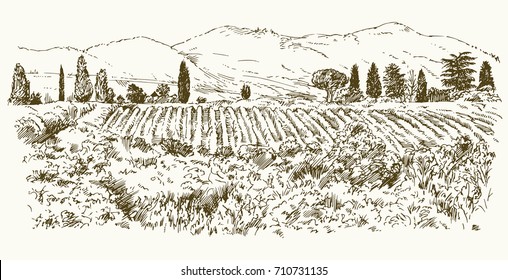 Wide view vineyard  Vineyard landscape panorama  Hand drawn illustration 