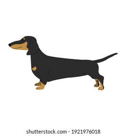 Wiener dog dachshund puppy vector illustration