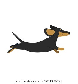 Wiener dog dachshund puppy vector illustration