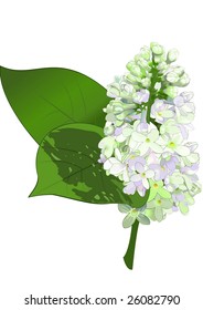 Wight Lilac. Drawing.