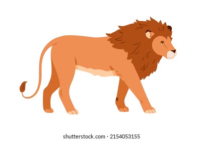 Wild adult male lion with mane. African feline animal walking. Leo king with shaggy hair on head, profile. Jungle carnivorous cat going. Flat vector illustration isolated on white background