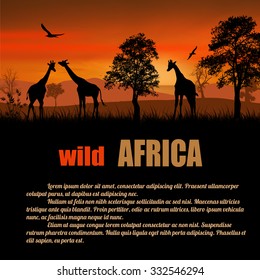 Wild Africa poster. Giraffes silhouettes on sunset with space for your text, vector illustration