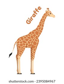 Wild African animal. Sticker or icon with long necked spotted giraffe. Herbivorous mammal from savannah. Jungle or Safari Dweller. Cartoon flat vector illustration isolated on white background